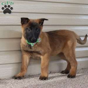 Honey, Belgian Malinois Puppy